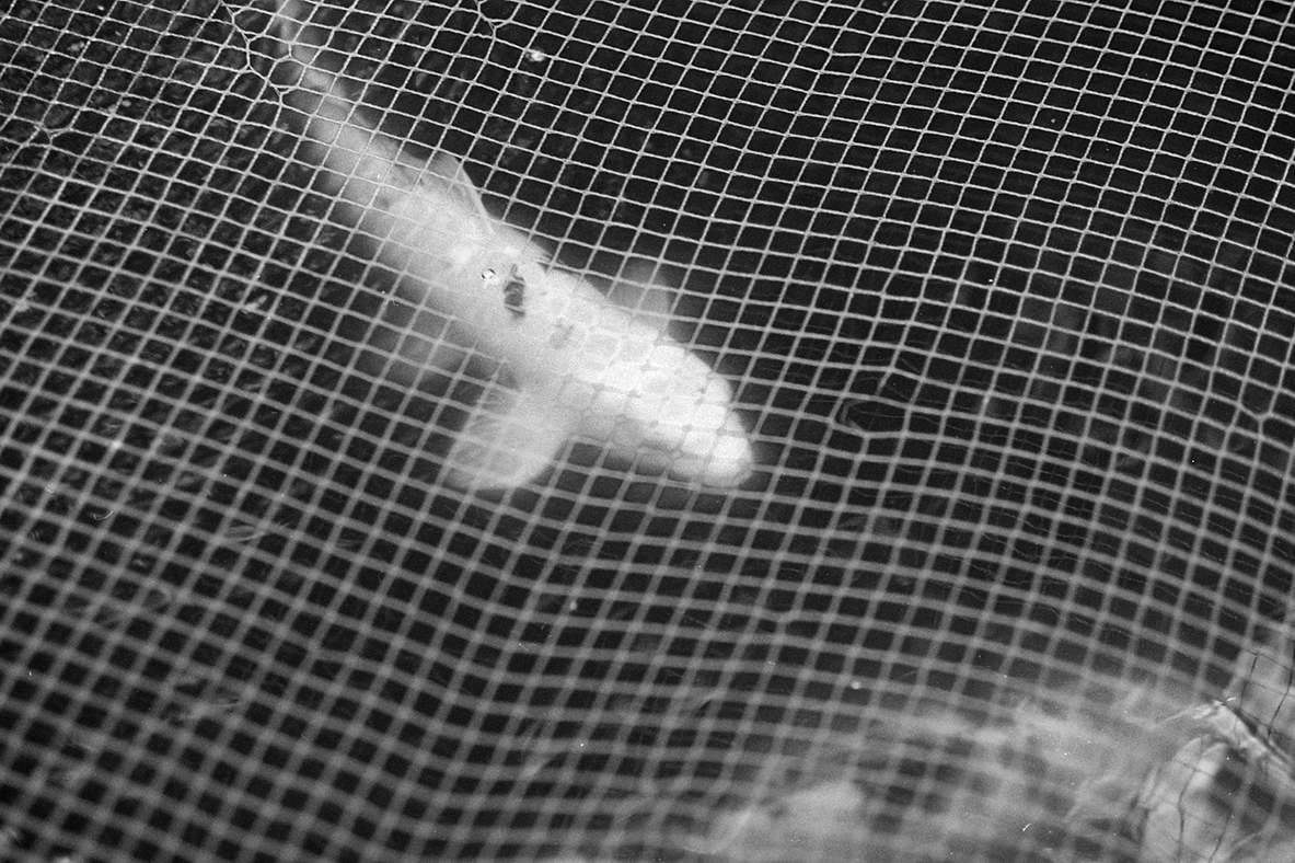 sophiaweber_dronebombme_fish